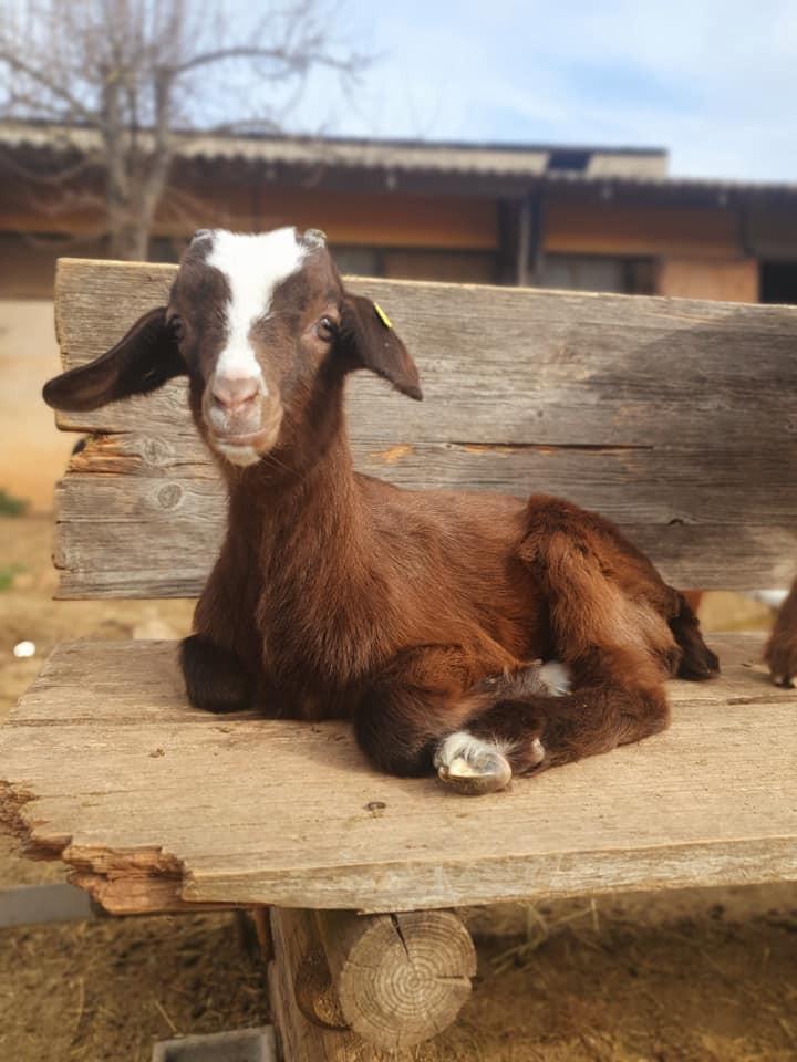 Éleveur de chèvres Provence-Alpes-Côte d'Azur