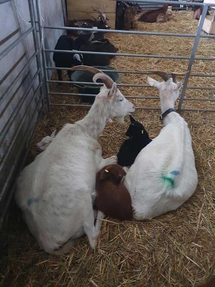 Les pratiques d'élevage de chèvres Provence-Alpes-Côte d'Azur