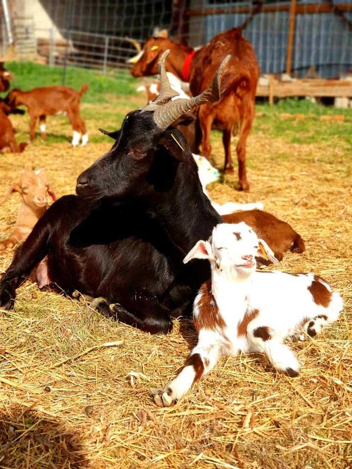 Élevage de chèvres Provence-Alpes-Côte d'Azur