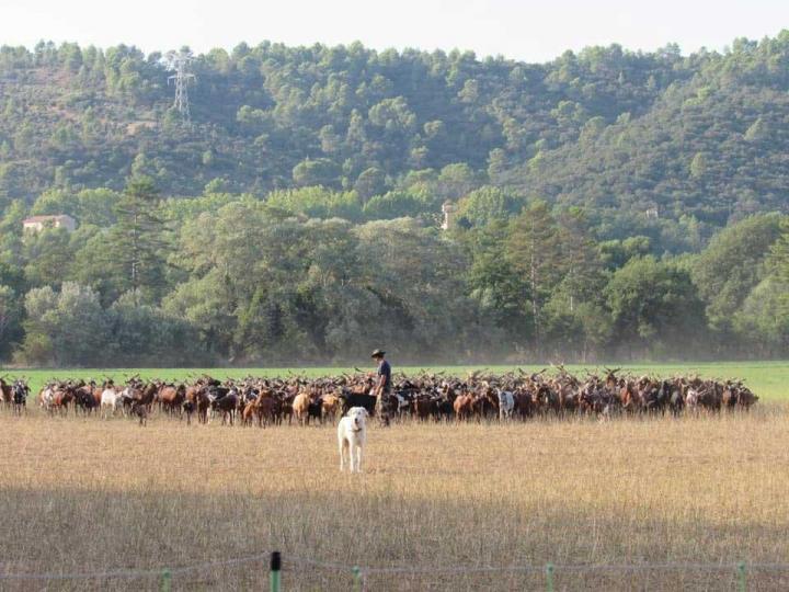 Éleveur de chèvres Provence-Alpes-Côte d'Azur