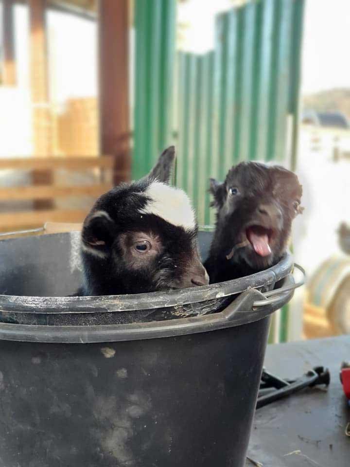 Activités d'élevage de chèvres Provence-Alpes-Côte d'Azur