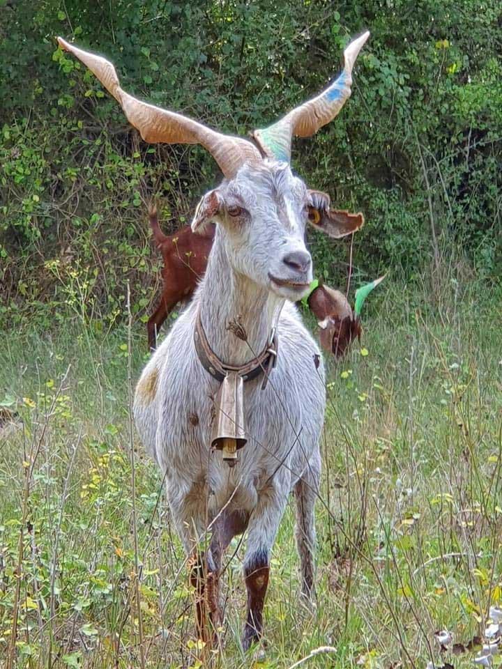 Les fermes d'élevage de chèvres Provence-Alpes-Côte d'Azur