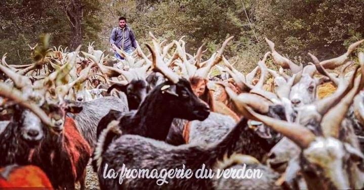 Élevage de chèvres Provence-Alpes-Côte d'Azur