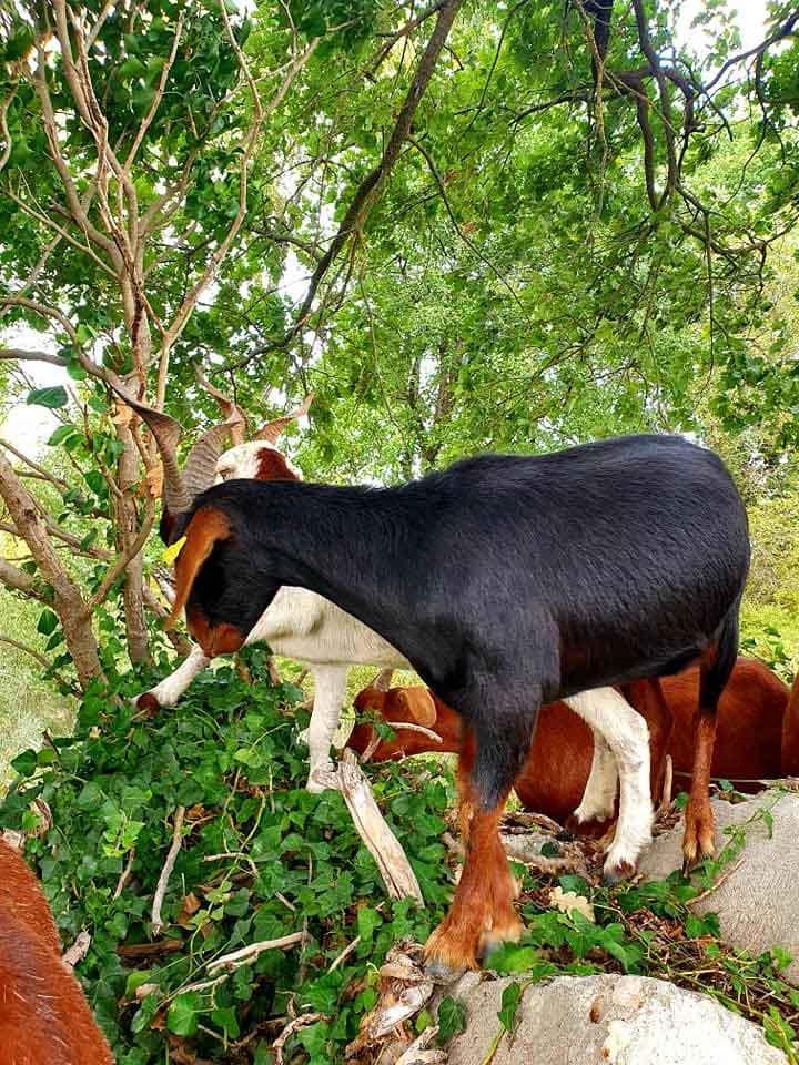 Les pratiques d'élevage de chèvres Provence-Alpes-Côte d'Azur