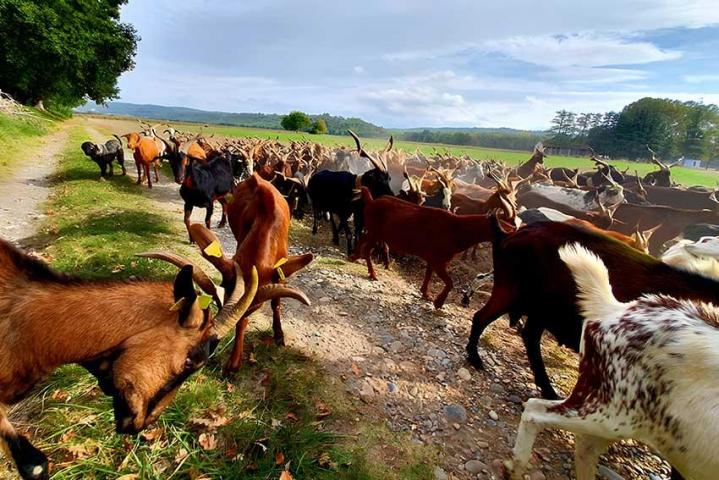 Spécialiste de l’eco-pâturage Provence-Alpes-Côte d'Azur