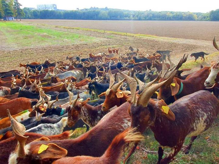Activités d'élevage de chèvres Provence-Alpes-Côte d'Azur