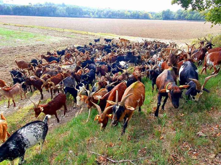 Traditions d'élevage de chèvres Provence-Alpes-Côte d'Azur