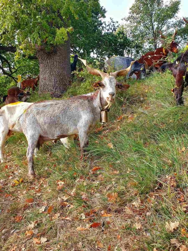 Activités d'élevage de chèvres Provence-Alpes-Côte d'Azur