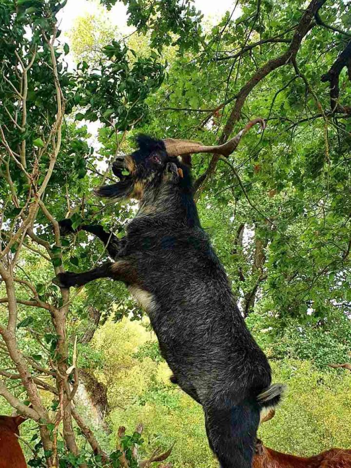 Élevage de chèvres Provence-Alpes-Côte d'Azur