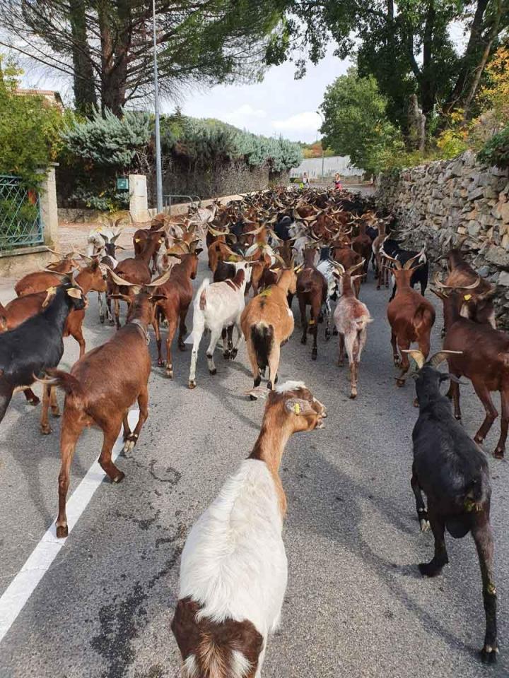 Le développement de l'élevage de chèvres Provence-Alpes-Côte d'Azur