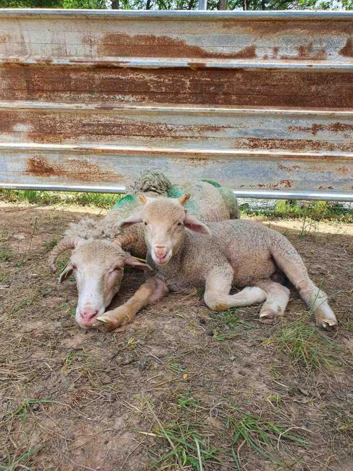 Le développement de l'élevage de chèvres Provence-Alpes-Côte d'Azur