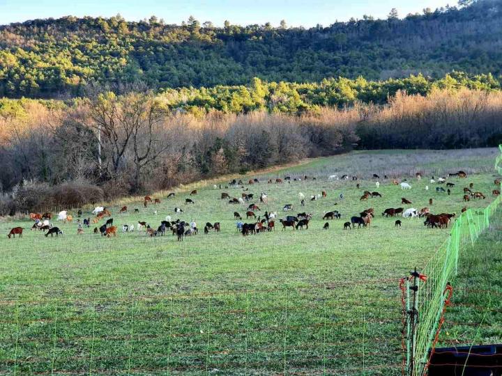 Traditions d'élevage de chèvres Provence-Alpes-Côte d'Azur