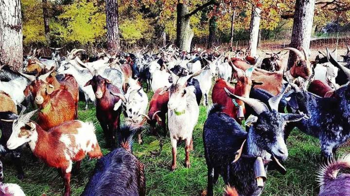 Les fermes d'élevage de chèvres Provence-Alpes-Côte d'Azur