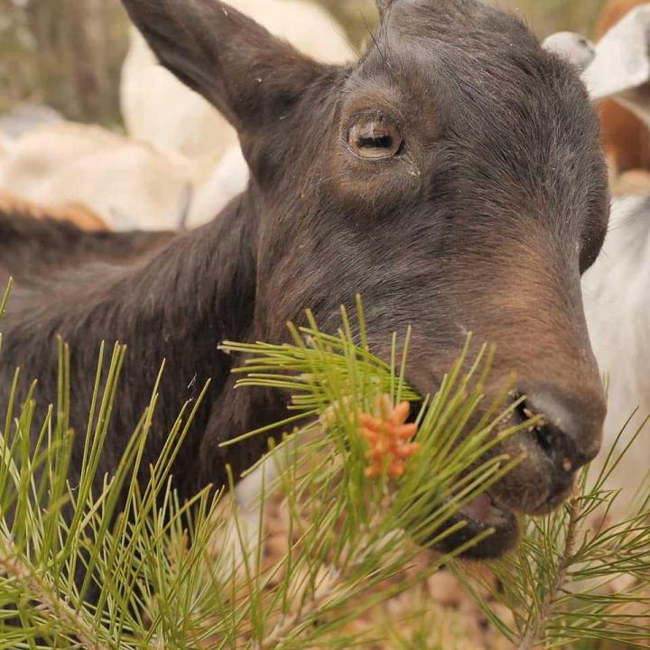 Le développement de l'élevage de chèvres Provence-Alpes-Côte d'Azur