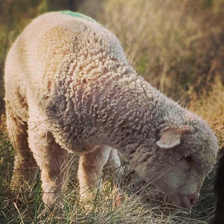Les fermes d'élevage de chèvres Provence-Alpes-Côte d'Azur