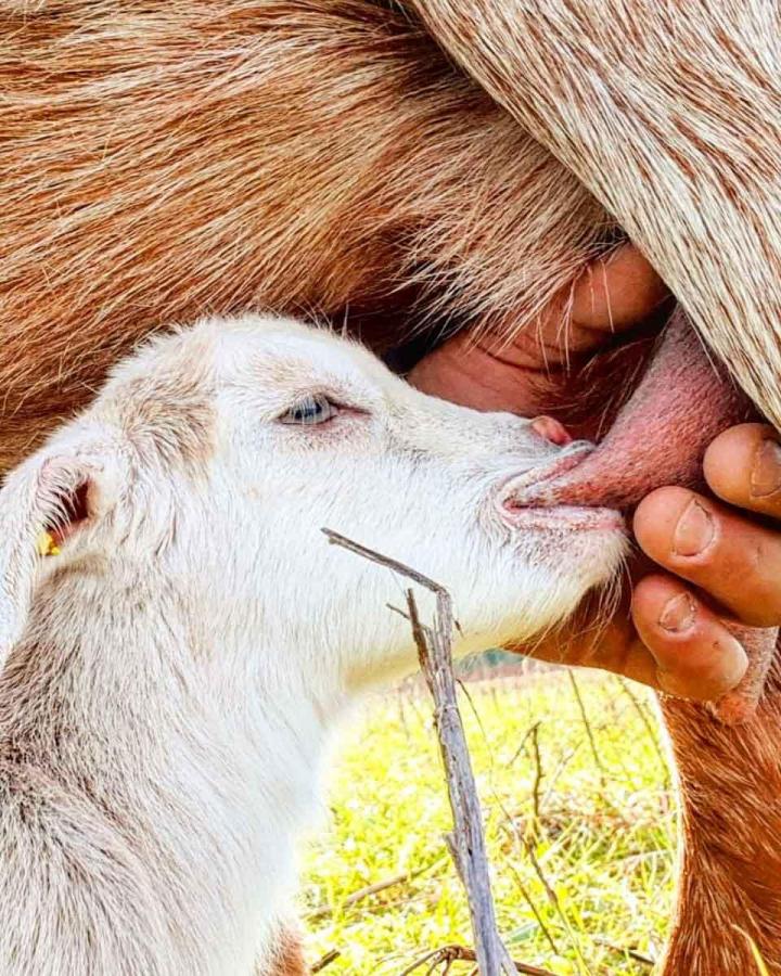 Les fermes d'élevage de chèvres Provence-Alpes-Côte d'Azur