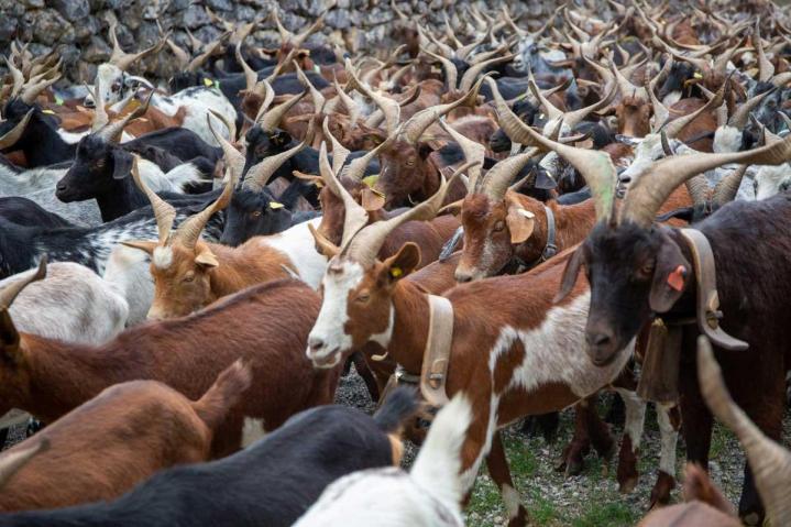 Éleveur de chèvres Provence-Alpes-Côte d'Azur