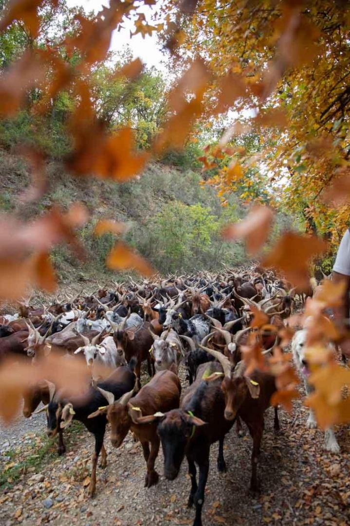 Les pratiques d'élevage de chèvres Provence-Alpes-Côte d'Azur