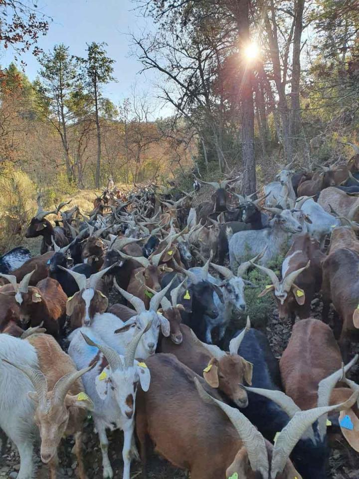 Élevage de chèvres Provence-Alpes-Côte d'Azur