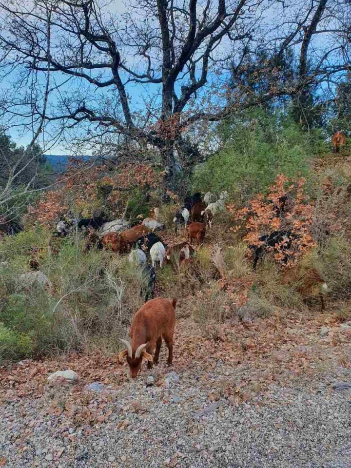 Élevage de chèvres Provence-Alpes-Côte d'Azur