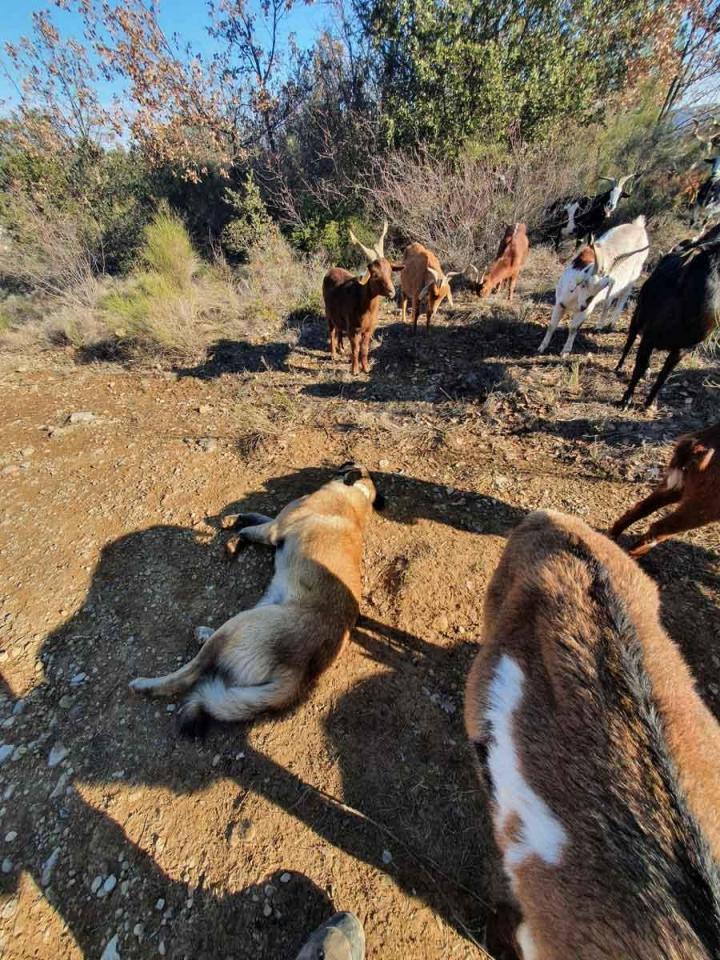 Activités d'élevage de chèvres Provence-Alpes-Côte d'Azur