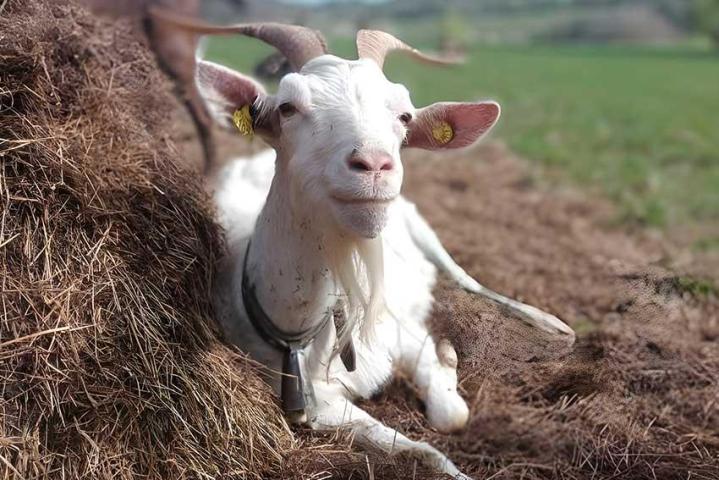 Nous élevons des chèvres de qualité, pour des produits délicieux.
