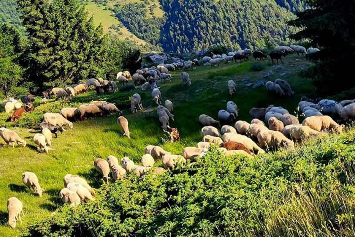 Eco-pâturage Provence-Alpes-Côte d'Azur