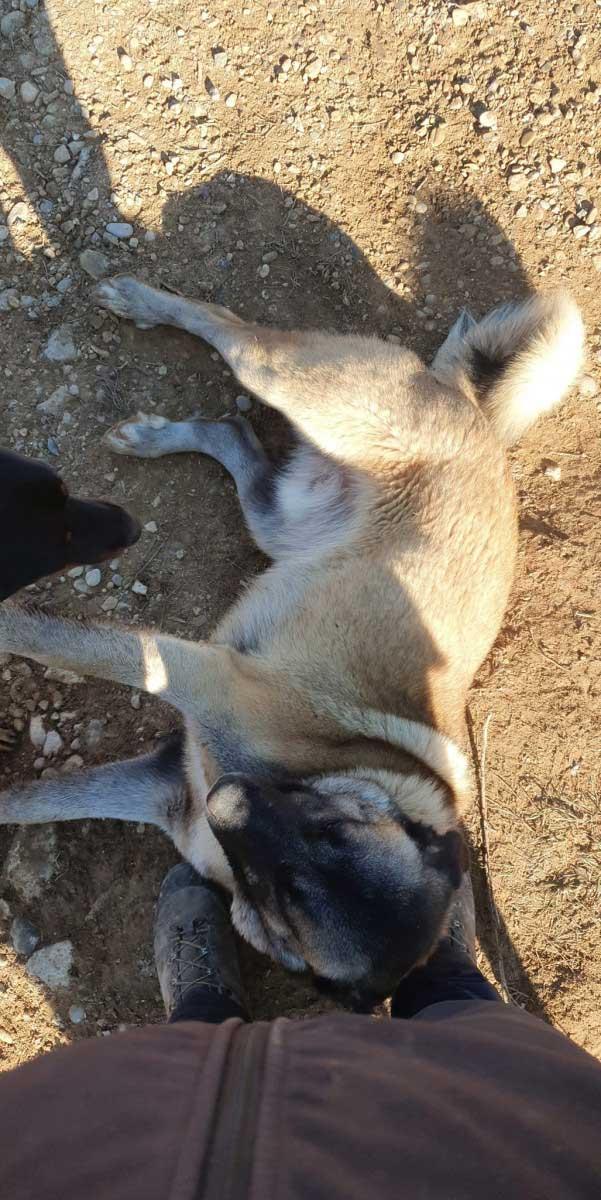 Éleveur de chèvres Provence-Alpes-Côte d'Azur