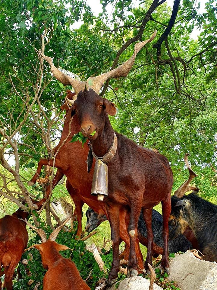 Eco-pâturage Provence-Alpes-Côte d'Azur